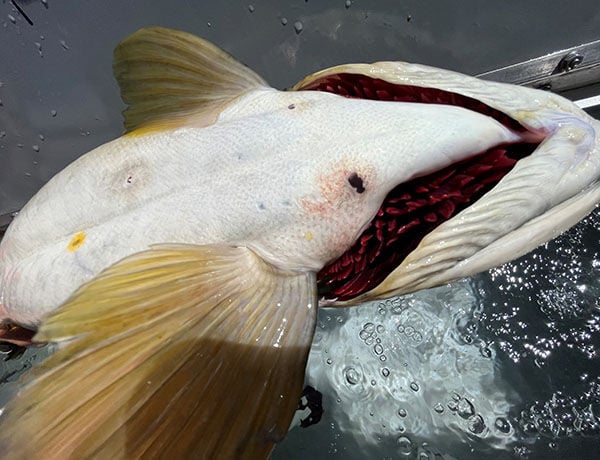 Miller Lake lamprey wound